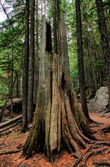 Canada 44 Trail of the cedars 21