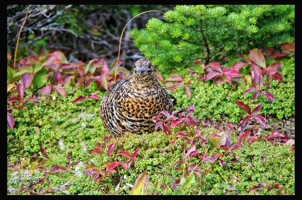 14 Parc National Gaspesie 023