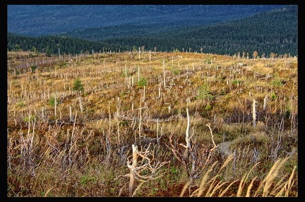 14 Parc National Gaspesie 044