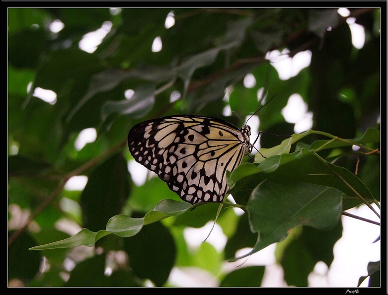 Serre aux papillons 006