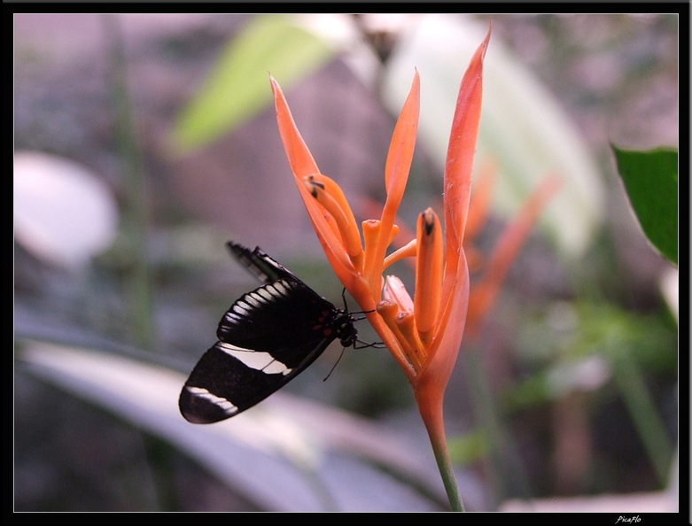 Serre aux papillons 007