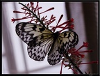 2008-10-18 Serre papillons