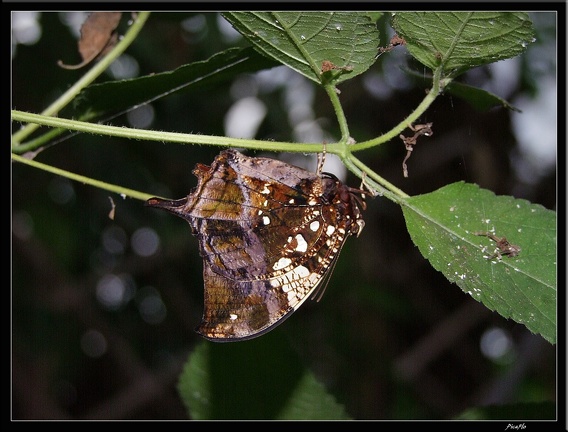 Serre aux papillons 025