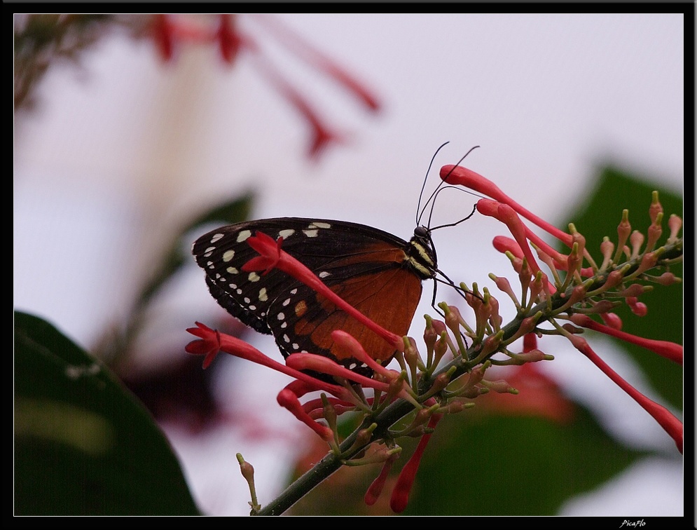 Serre aux papillons 032