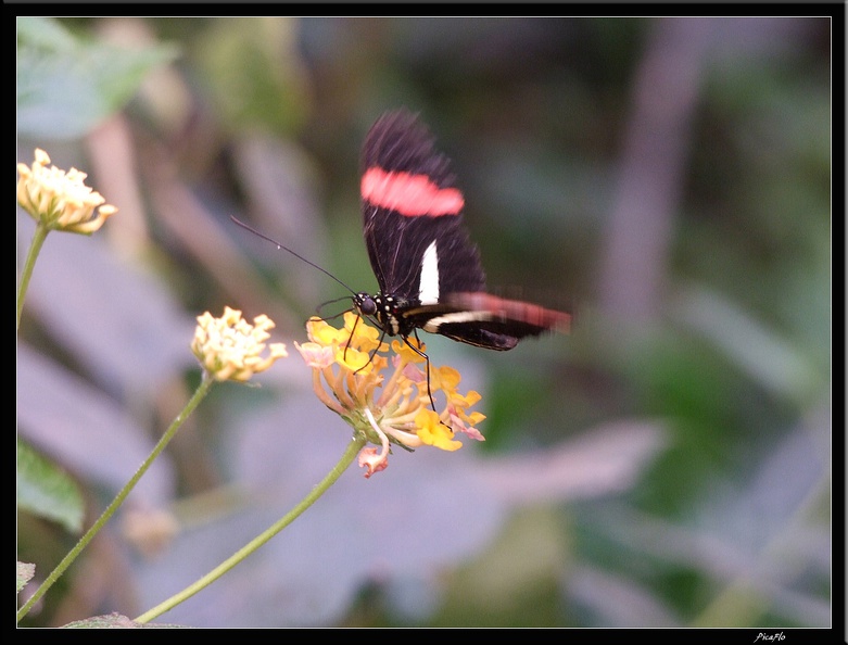 Serre aux papillons 035