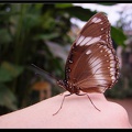 Serre aux papillons 036