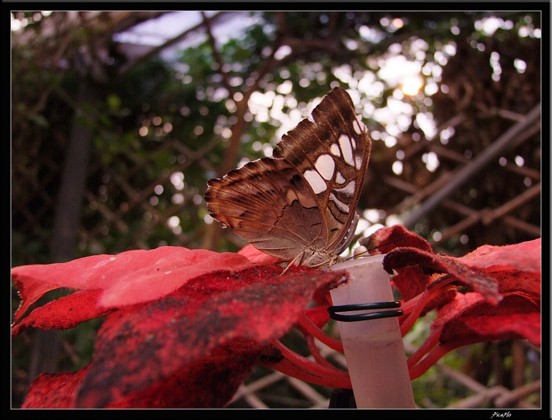 Serre aux papillons 041