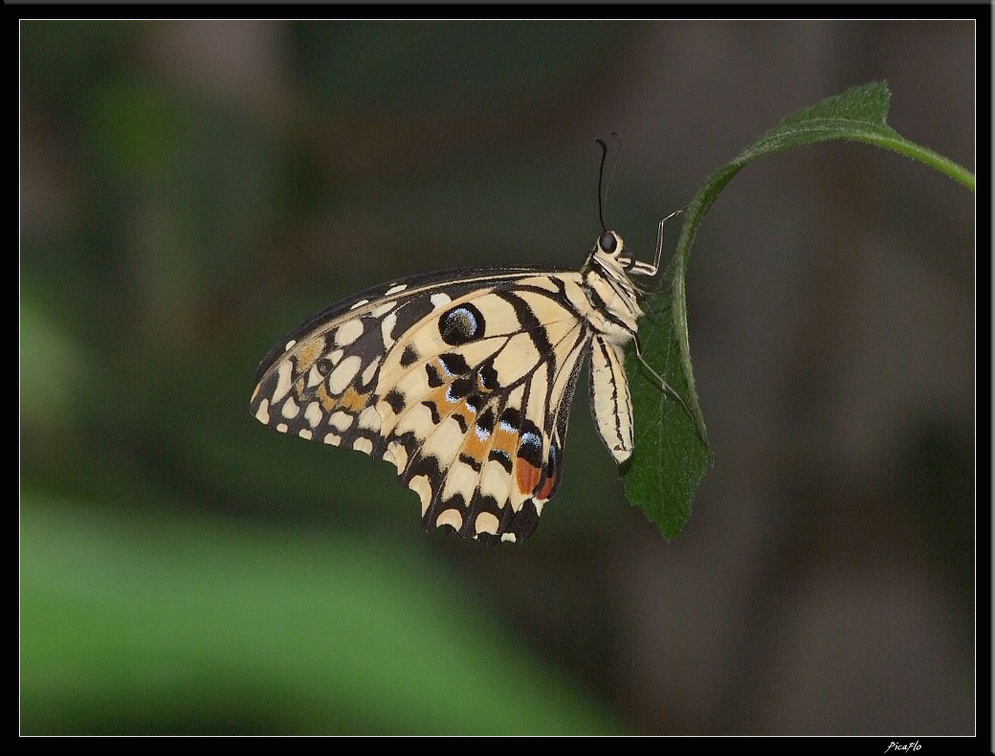 Serre aux papillons 043