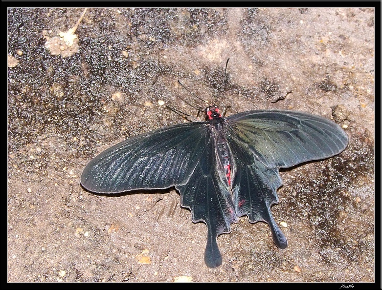 Serre aux papillons 044