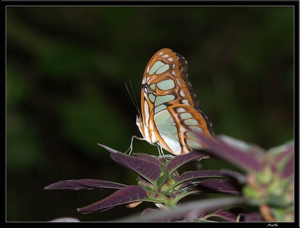 Serre aux papillons 048