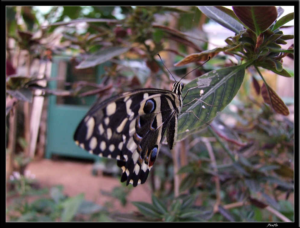 Serre aux papillons 049