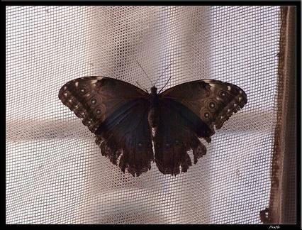 Serre aux papillons 055