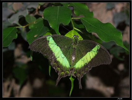 Serre aux papillons 057