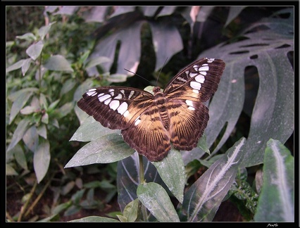 Serre aux papillons 061