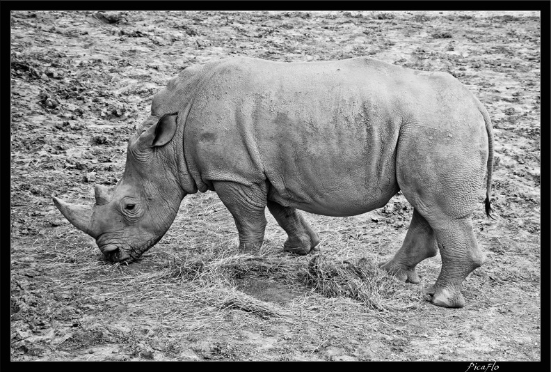 Zoo de Vincennes 011