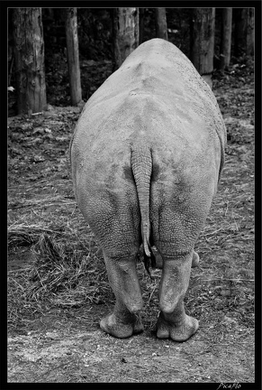 Zoo de Vincennes 012