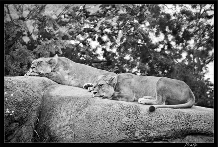 Zoo de Vincennes 017