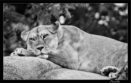 Zoo de Vincennes 019