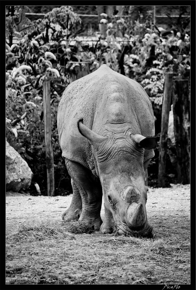 Zoo de Vincennes 020