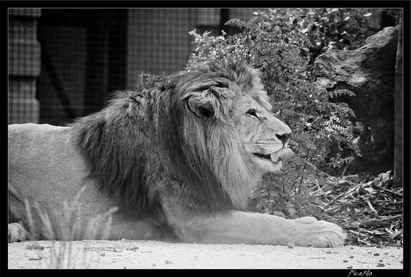 Zoo de Vincennes 022