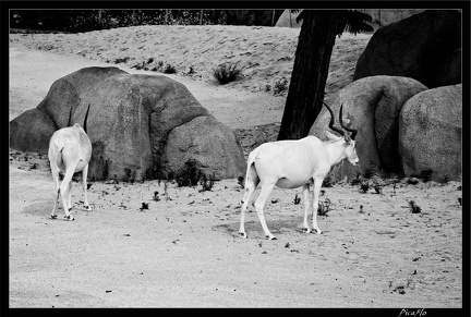 Zoo de Vincennes 025