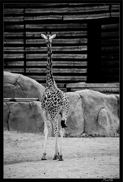 Zoo de Vincennes 028