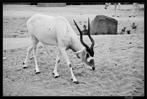 Zoo de Vincennes 032