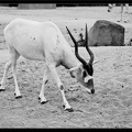 Zoo de Vincennes 032