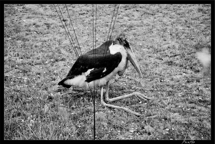 Zoo de Vincennes 034