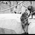 Zoo de Vincennes 039