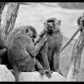 Zoo de Vincennes 042