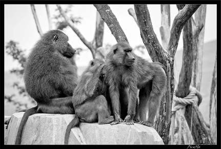 Zoo de Vincennes 043