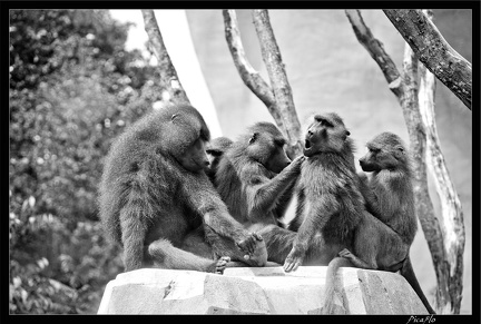 Zoo de Vincennes 045