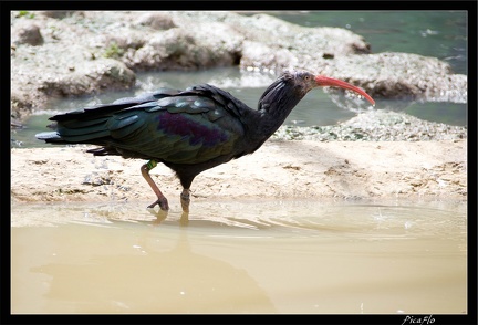 Zoo de Vincennes 050