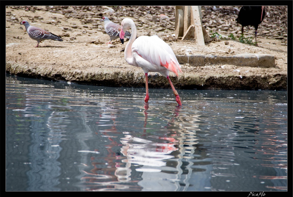 Zoo de Vincennes 051