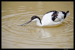 Zoo de Vincennes 054