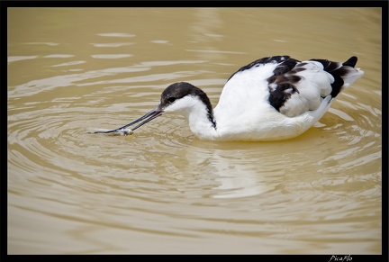 Zoo de Vincennes 054