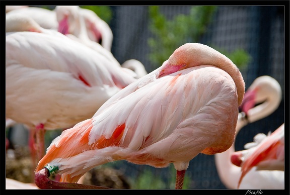 Zoo de Vincennes 056