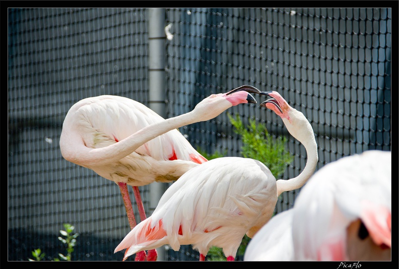 Zoo de Vincennes 058