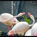 Zoo de Vincennes 058