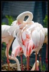 Zoo de Vincennes 059