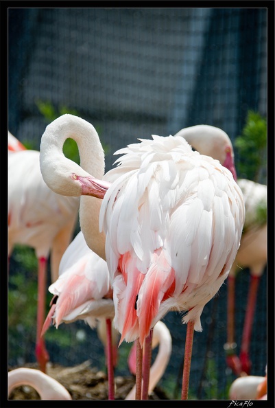 Zoo_de_Vincennes_060.jpg