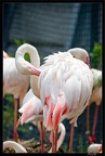 Zoo de Vincennes 060