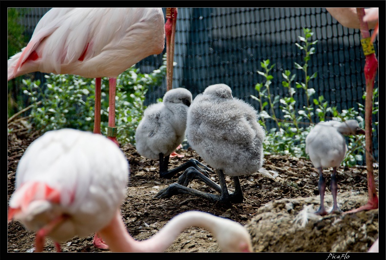 Zoo_de_Vincennes_061.jpg