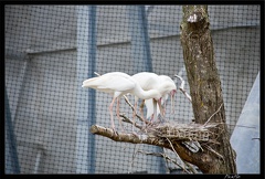 Zoo de Vincennes 062