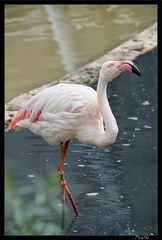 Zoo de Vincennes 064