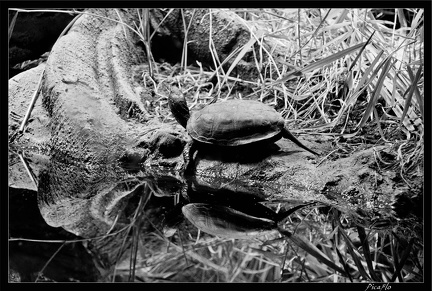 Zoo de Vincennes 068