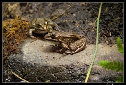 Zoo de Vincennes 071