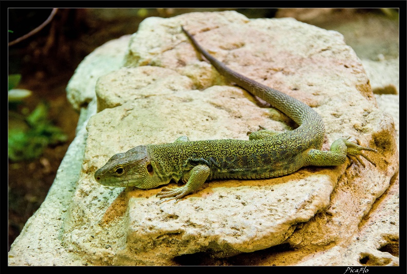 Zoo de Vincennes 072