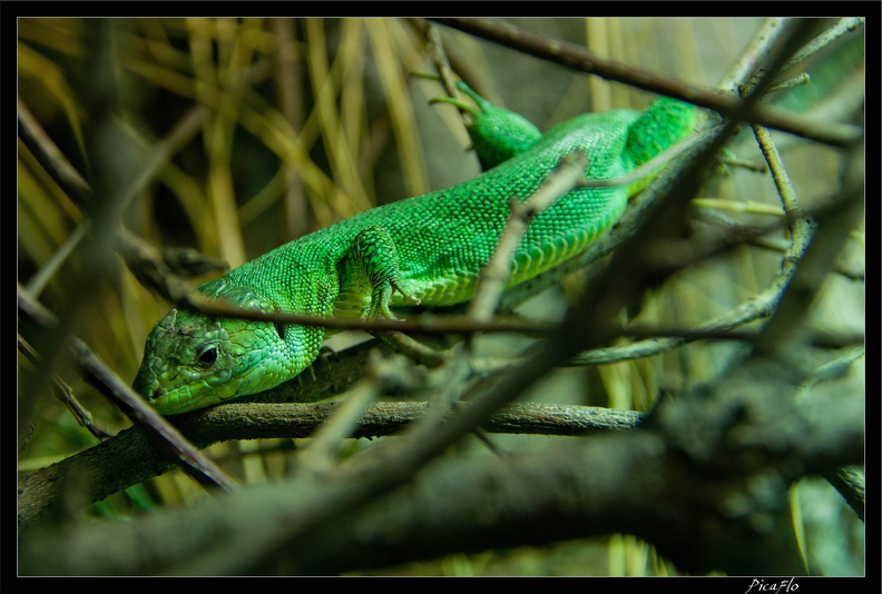 Zoo_de_Vincennes_073.jpg